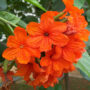 Orange Color Flower Plants
