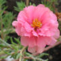 Pink Flower Plants