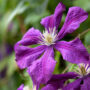 Purple Flower Plants
