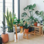 Plants For AC Rooms