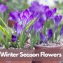 Winter Season Flowers