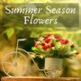 Summer Season Flowers