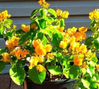 Buy Bougainvillea Yellow Dwarf Plant With Plastic Pot