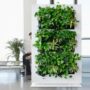 green wall / vertical garden plants packs