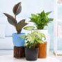 table top / office desk plants packs
