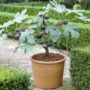 fig plants