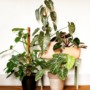 philodendron plants