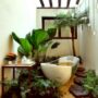 plants for bath room