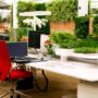 plant for office desk