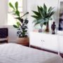 plant for bed room
