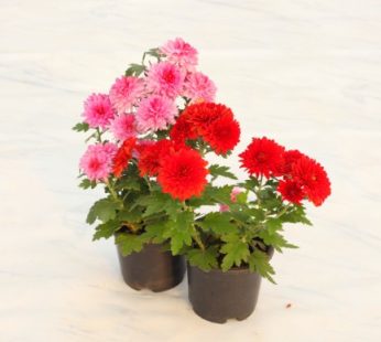 2 Beautiful Chrysanthemum – Plant Pack