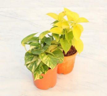 Combo of 2 Money Plant – Plant Pack