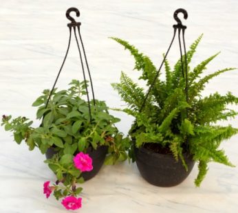 2 Hanging Basket Plant Pack