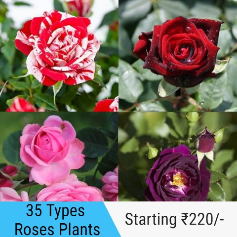 Collection of rose plants